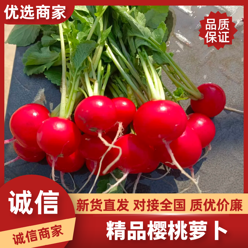 精品樱桃小萝卜产地直发大量供应全国市场。