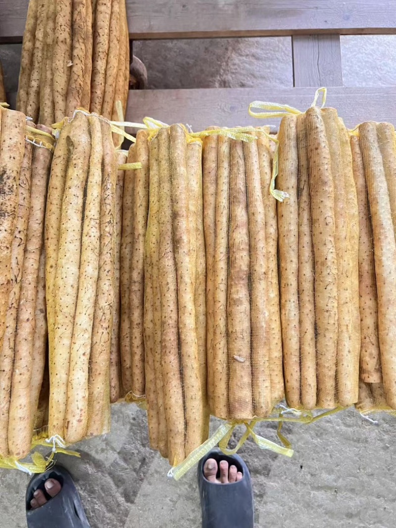 河南安阳小白嘴山药产地直供条形好品质佳好货一手货源走市场
