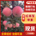【热卖】山东红富士苹果产地一手货源保质保量代发全国
