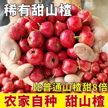 甜红子山楂山东山楂万亩基地直发，规格齐全对接电商市场批发