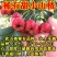 甜红子山楂山东山楂万亩基地直发，规格齐全对接电商市场批发