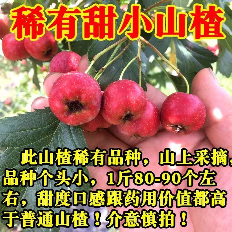 甜红子山楂山东山楂万亩基地直发，规格齐全对接电商市场批发