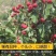 甜红子山楂山东山楂万亩基地直发，规格齐全对接电商市场批发