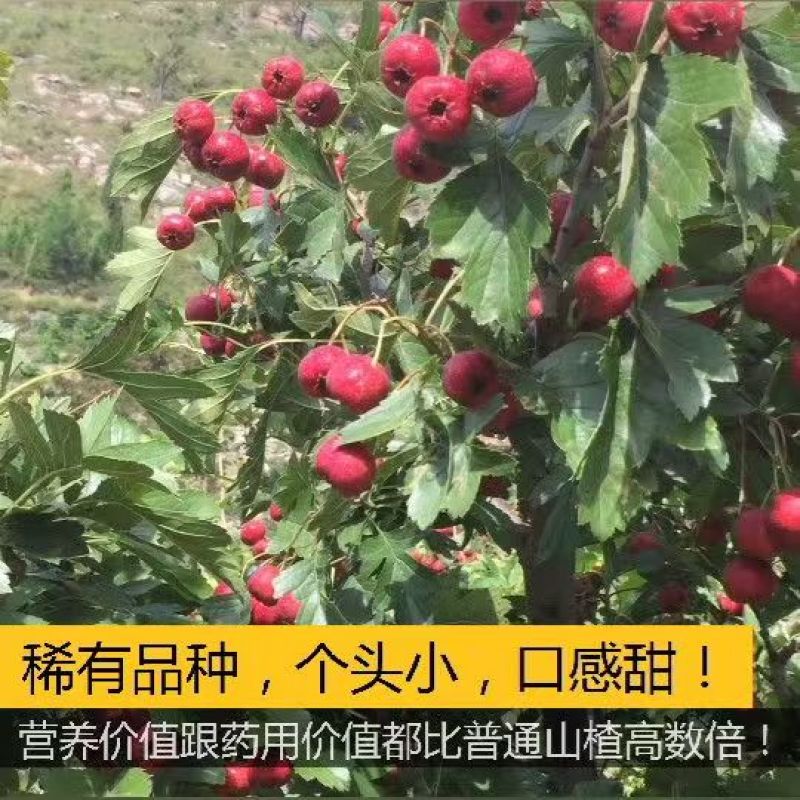 甜红子山楂山东山楂万亩基地直发，规格齐全对接电商市场批发