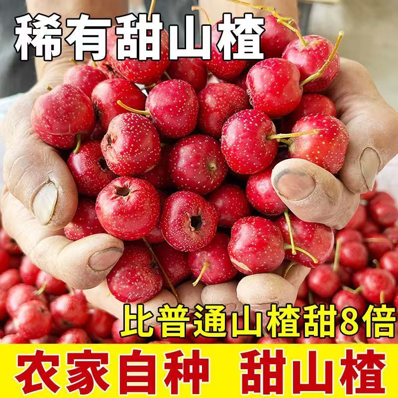 甜红子山楂山东山楂万亩基地直发，规格齐全对接电商市场批发