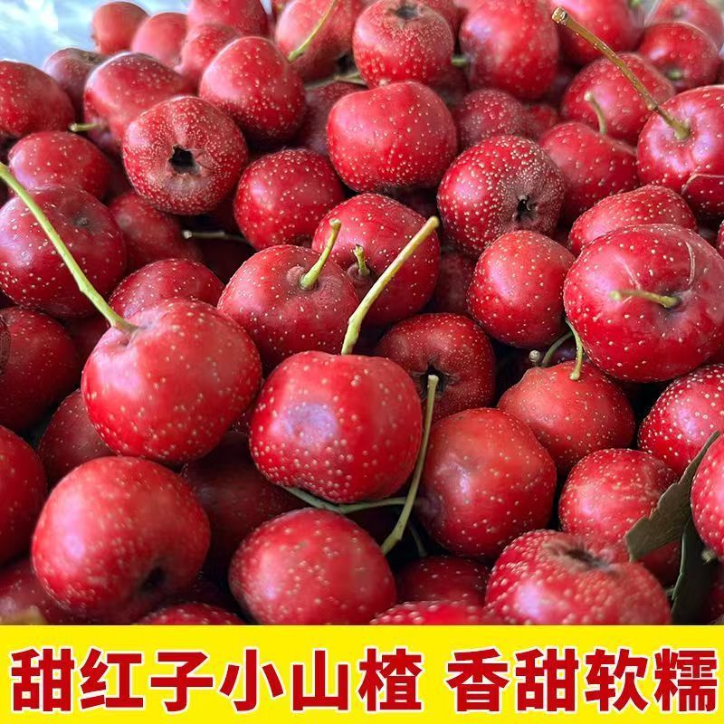 甜红子山楂山东山楂万亩基地直发，规格齐全对接电商市场批发
