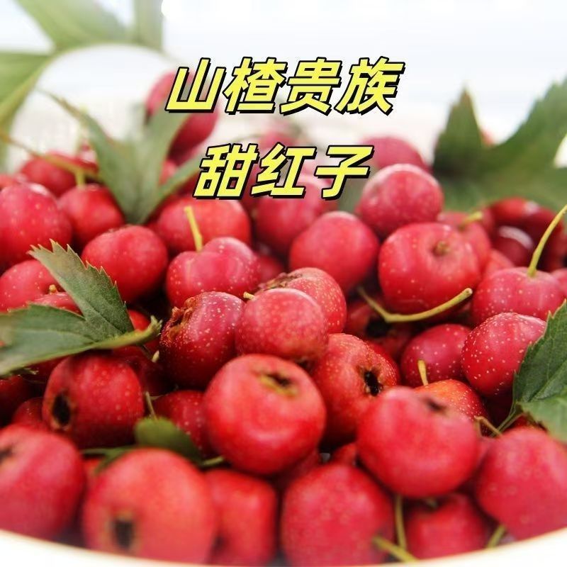 甜红子山楂山东山楂万亩基地直发，规格齐全对接电商市场批发