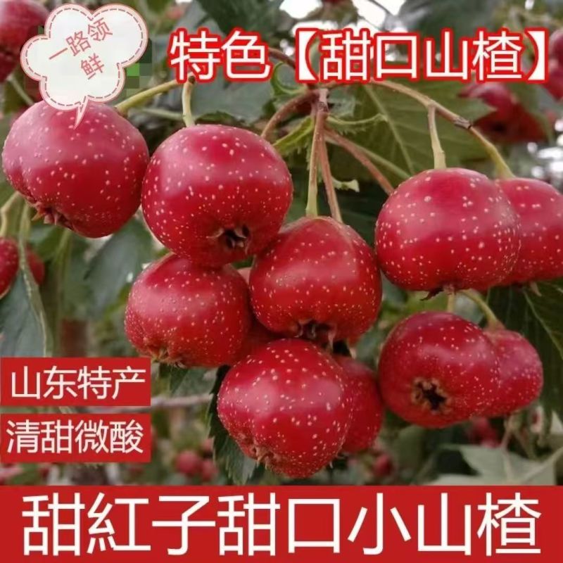 甜红子山楂山东山楂万亩基地直发，规格齐全对接电商市场批发