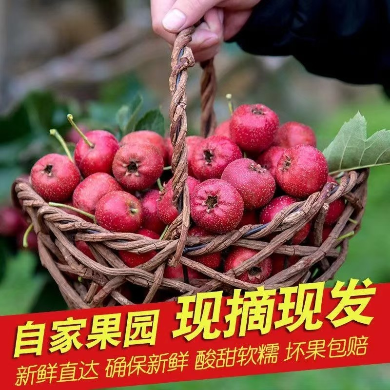 甜红子山楂山东山楂万亩基地直发，规格齐全对接电商市场批发