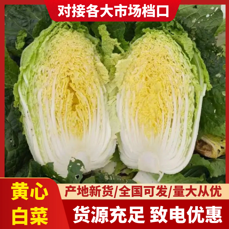 【热卖】黄心白菜湖北精品白菜产地直发保质保量可视频