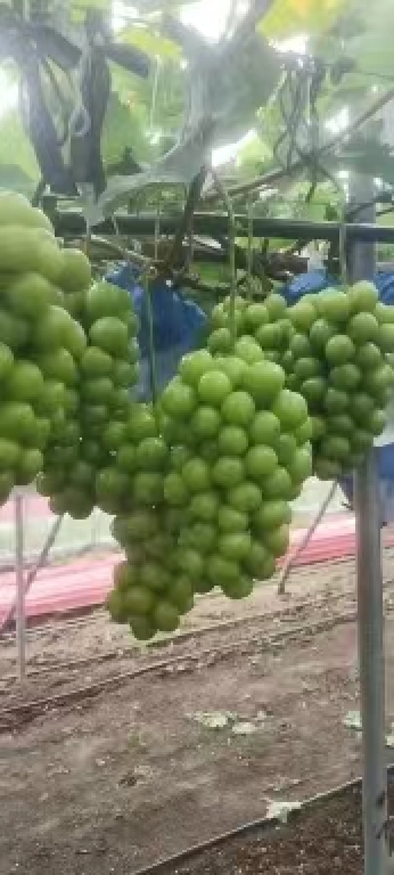 辽宁锦州阳光玫瑰葡萄，现摘现发，颗粒大果甜，欢迎电联采购