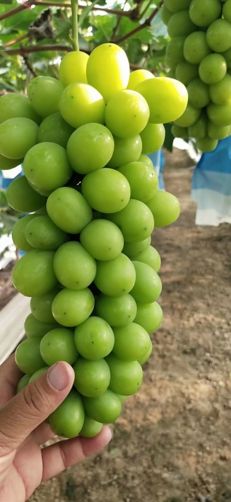 精品阳光玫瑰葡萄产地直发量大从优需要老板前来订购