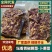 卜蕨菜坛香贡椒蕨菜，新鲜现货，产地直发品质保证，量大从优
