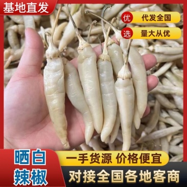 白辣椒晒白辣椒，当季现货新鲜美味，产地直发量大从优！