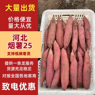 雄县原产地烟薯25烤署大小规格齐全按要求分拣打包现场挖货