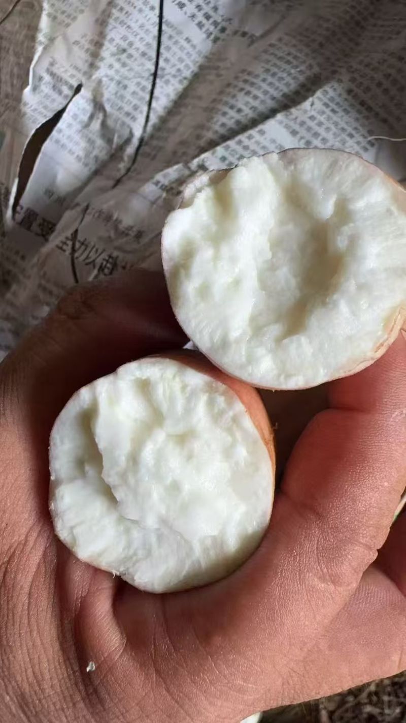 保定雄县哈密红薯红薯细长条薯行好甜度高脆甜提供网袋纸箱框