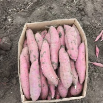 河北榴莲蜜薯软糯香甜货量大沙地种植表皮干净承接电商代发