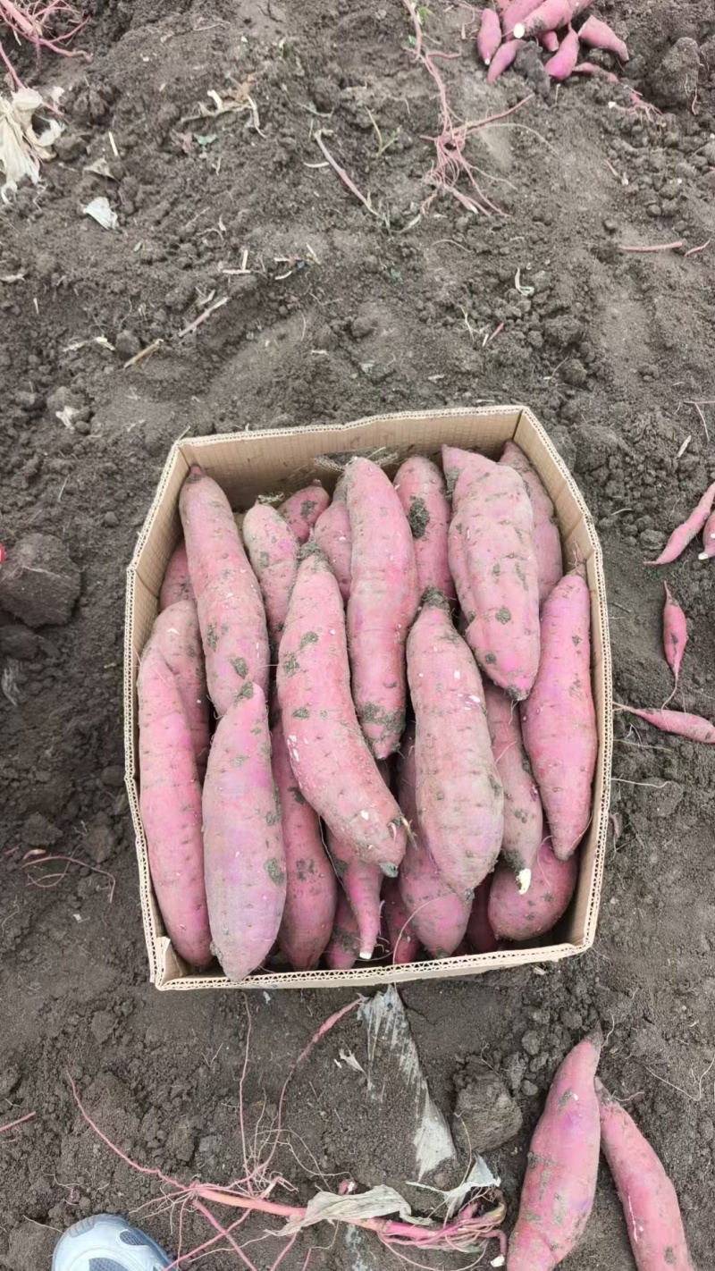 河北榴莲蜜薯软糯香甜货量大沙地种植表皮干净承接电商代发