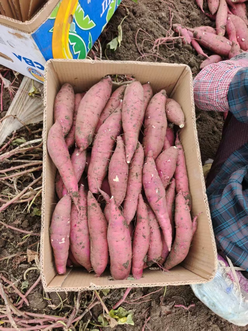 河北榴莲蜜薯软糯香甜货量大沙地种植表皮干净承接电商代发