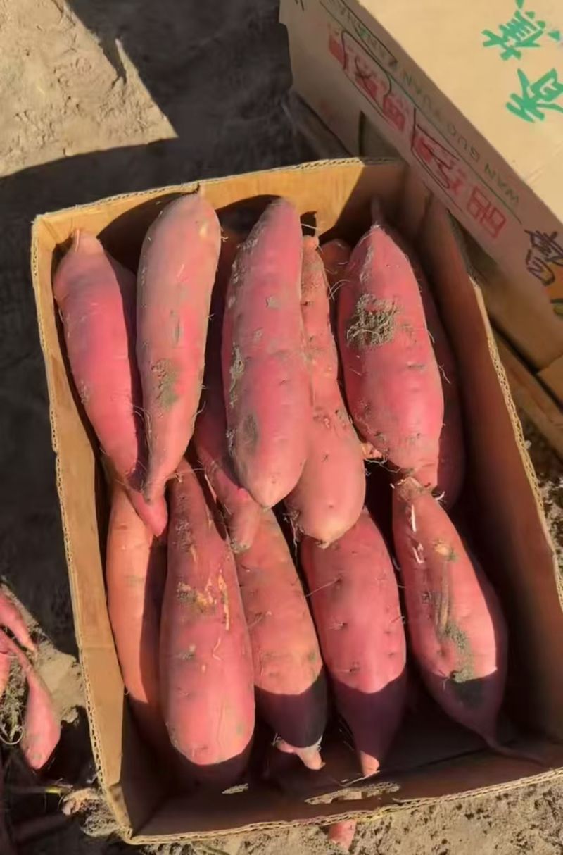 雄县原产地烟薯25烤署大小规格齐全按要求分拣打包现场挖货