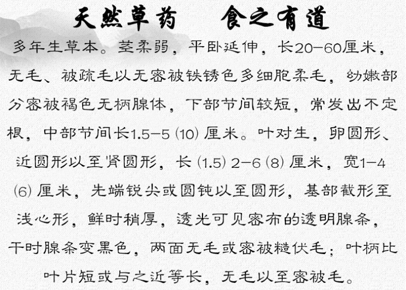 广金钱草中药材中草药原料批发