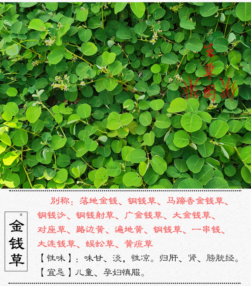 广金钱草中药材中草药原料批发