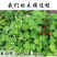 广金钱草中药材中草药原料批发