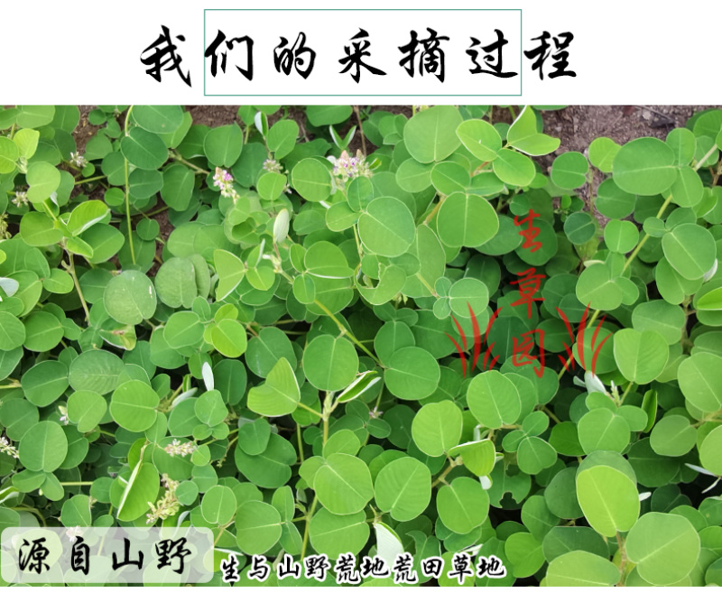 广金钱草中药材中草药原料批发