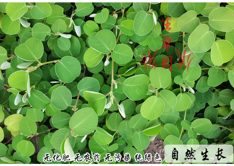 广金钱草中药材中草药原料批发