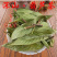 葫芦茶葫芦茶根中药材中草药原料批发葫芦茶