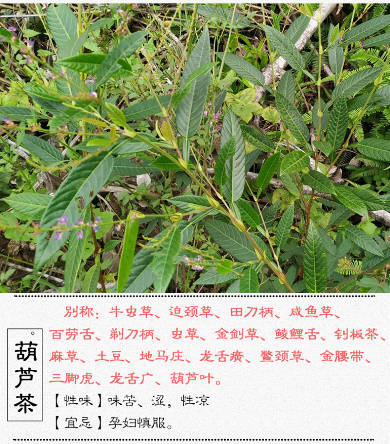 葫芦茶葫芦茶根中药材中草药原料批发葫芦茶