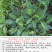 白花地胆头草中药材中草药原料批发白花地胆头草