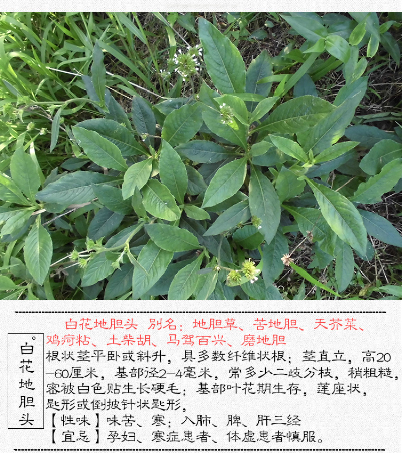 白花地胆头草中药材中草药原料批发白花地胆头草