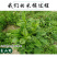 白花地胆头草中药材中草药原料批发白花地胆头草