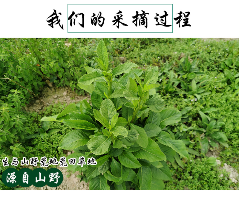 白花地胆头草中药材中草药原料批发白花地胆头草