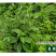 白花地胆头草中药材中草药原料批发白花地胆头草