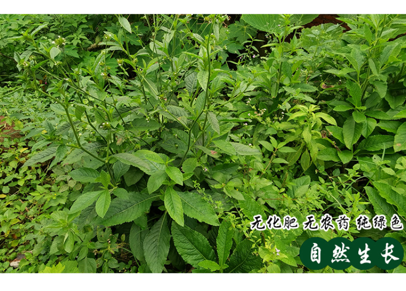 白花地胆头草中药材中草药原料批发白花地胆头草