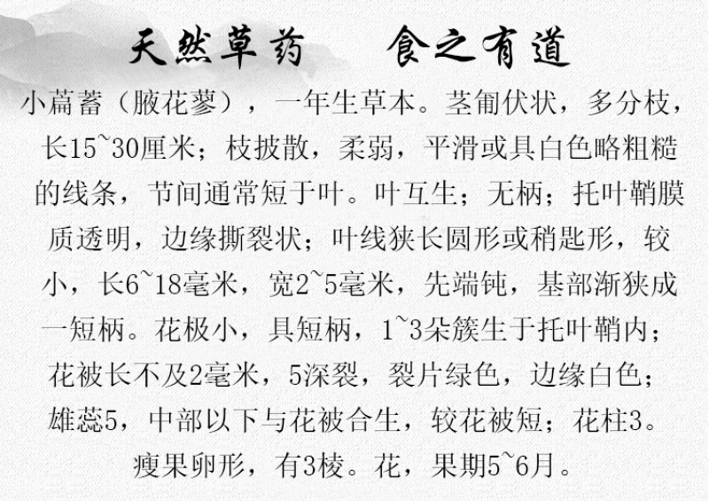 习见蓼猪牙草中药材中草药原料批发小萹蓄草