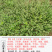 习见蓼猪牙草中药材中草药原料批发小萹蓄草