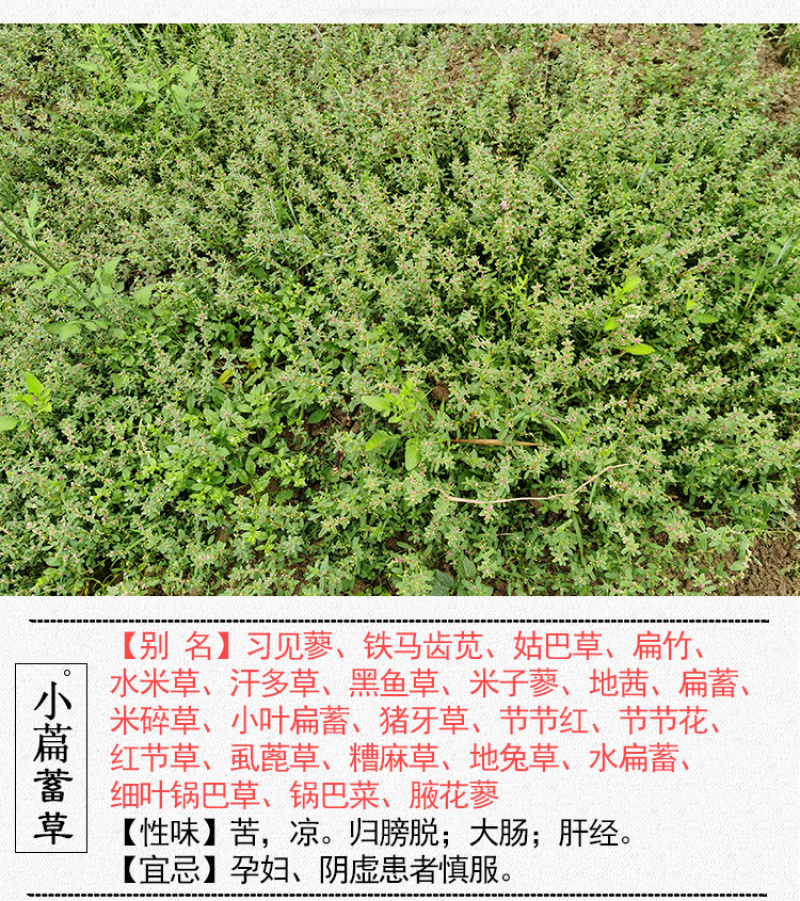 习见蓼猪牙草中药材中草药原料批发小萹蓄草