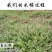 习见蓼猪牙草中药材中草药原料批发小萹蓄草