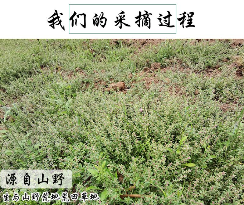 习见蓼猪牙草中药材中草药原料批发小萹蓄草