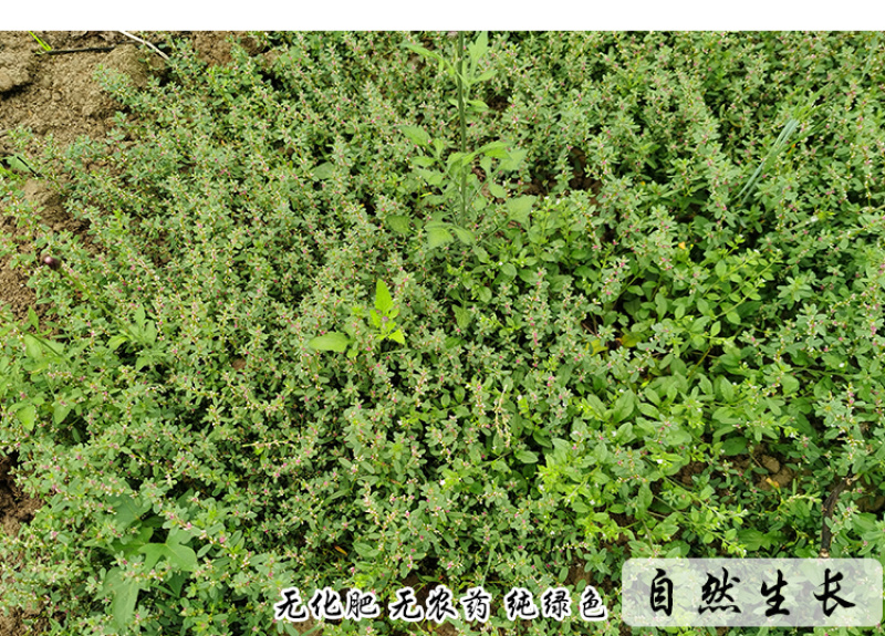 习见蓼猪牙草中药材中草药原料批发小萹蓄草