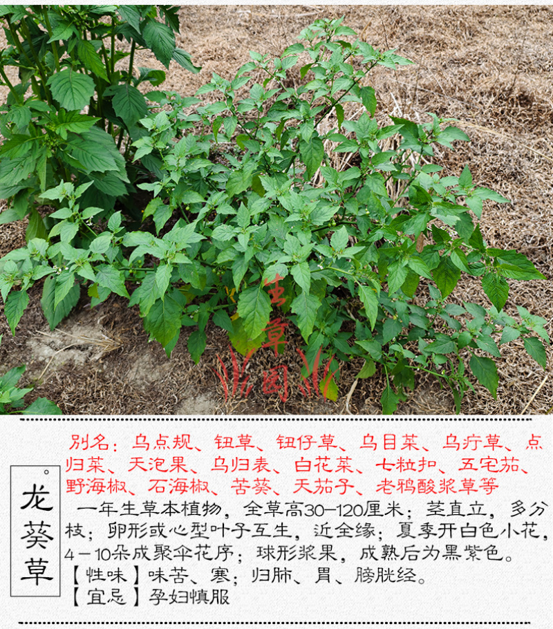 新货龙葵草中药材中草药原料批发