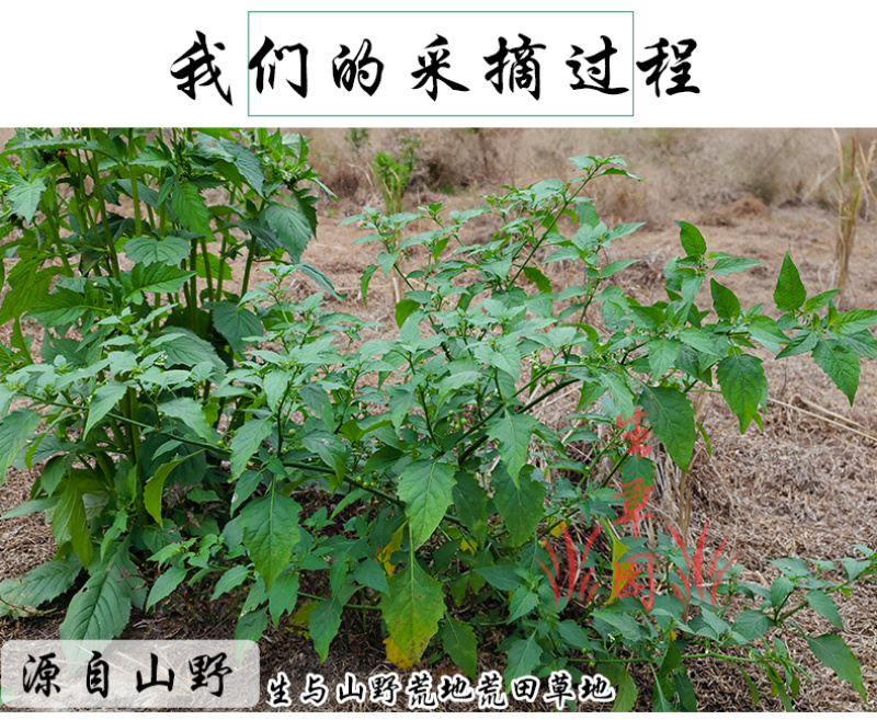 新货龙葵草中药材中草药原料批发