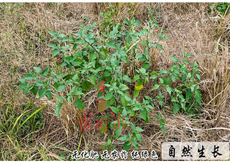 新货龙葵草中药材中草药原料批发