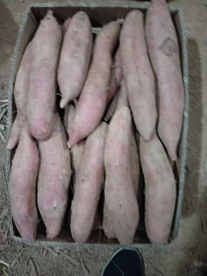 山西运城夏县板栗红薯秦5，沙土地红薯干，面，甜，无丝，