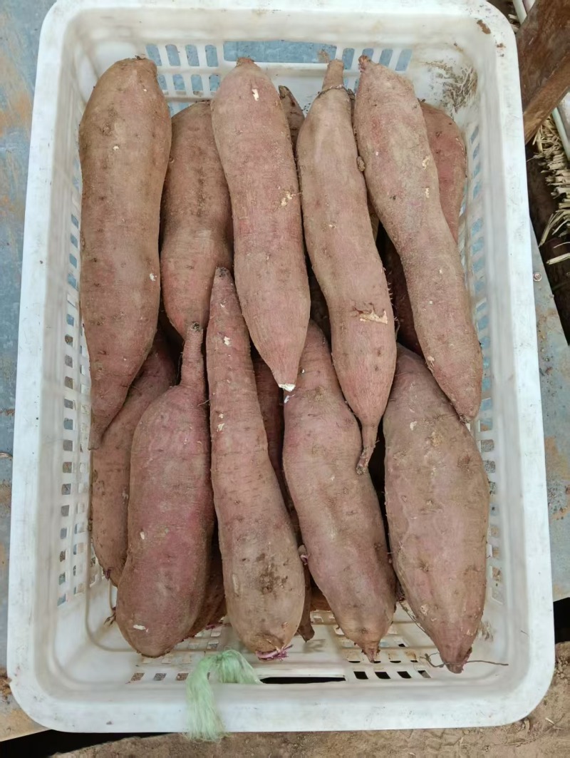 山西运城夏县板栗红薯秦5，沙土地红薯干，面，甜，无丝，