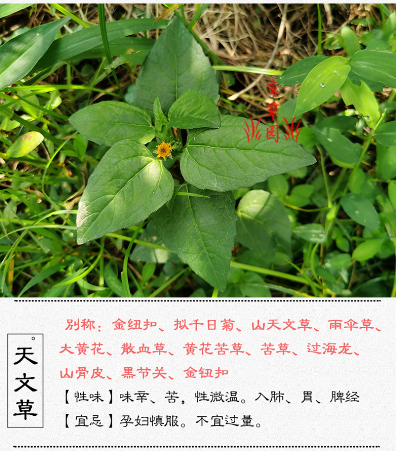 天文草金纽扣拟千日菊中药材中草药原料批发