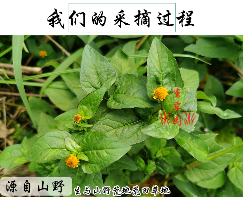 天文草金纽扣拟千日菊中药材中草药原料批发